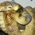 Chinese zoo feeds live puppies to hungry snakes